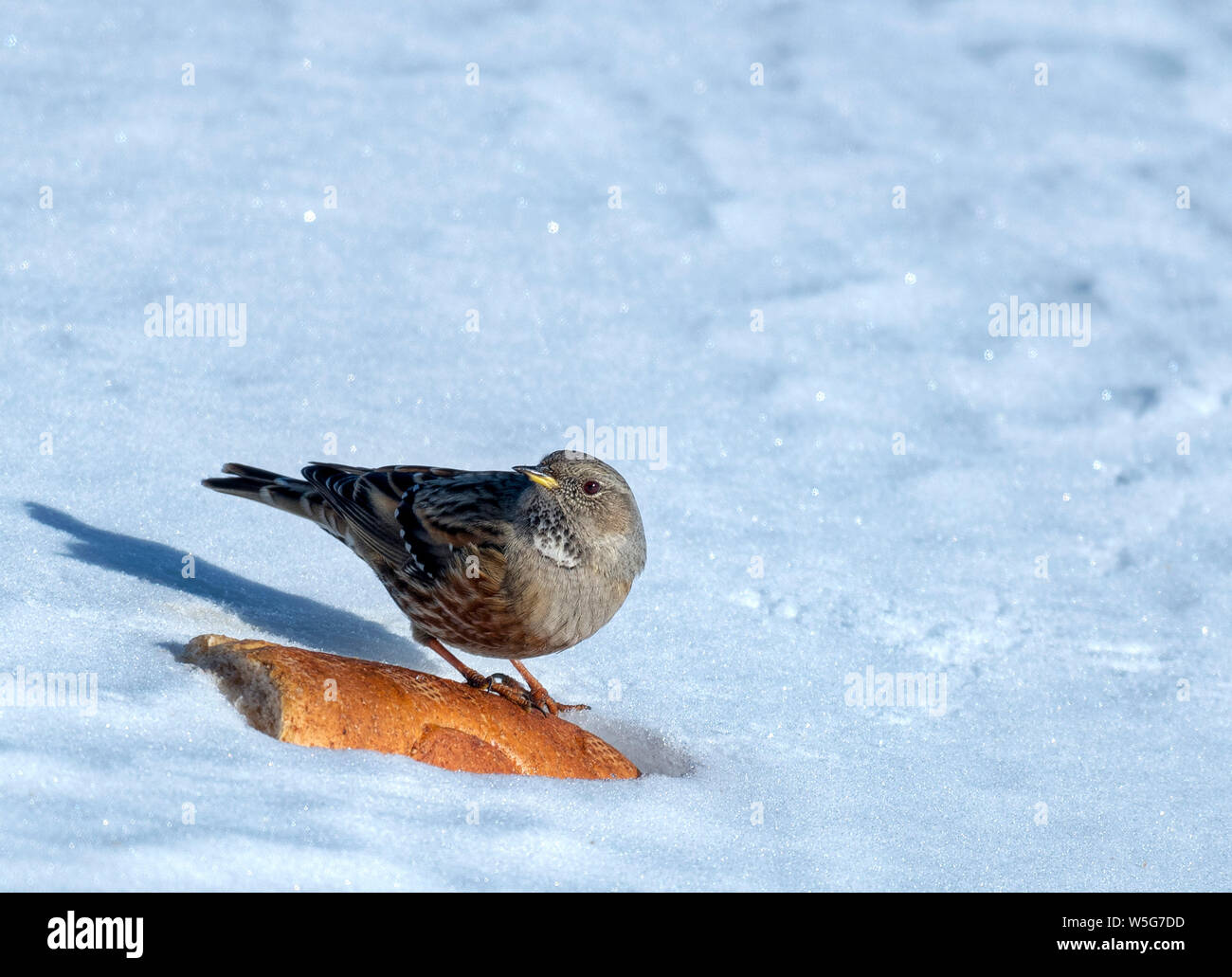 L'Italia, Lombardia, Alpi Orobie Parco Regionale, Pianid'Alben (1650 m), sordone (Prunella collaris) alimentazione su avanzi di cibo Foto Stock