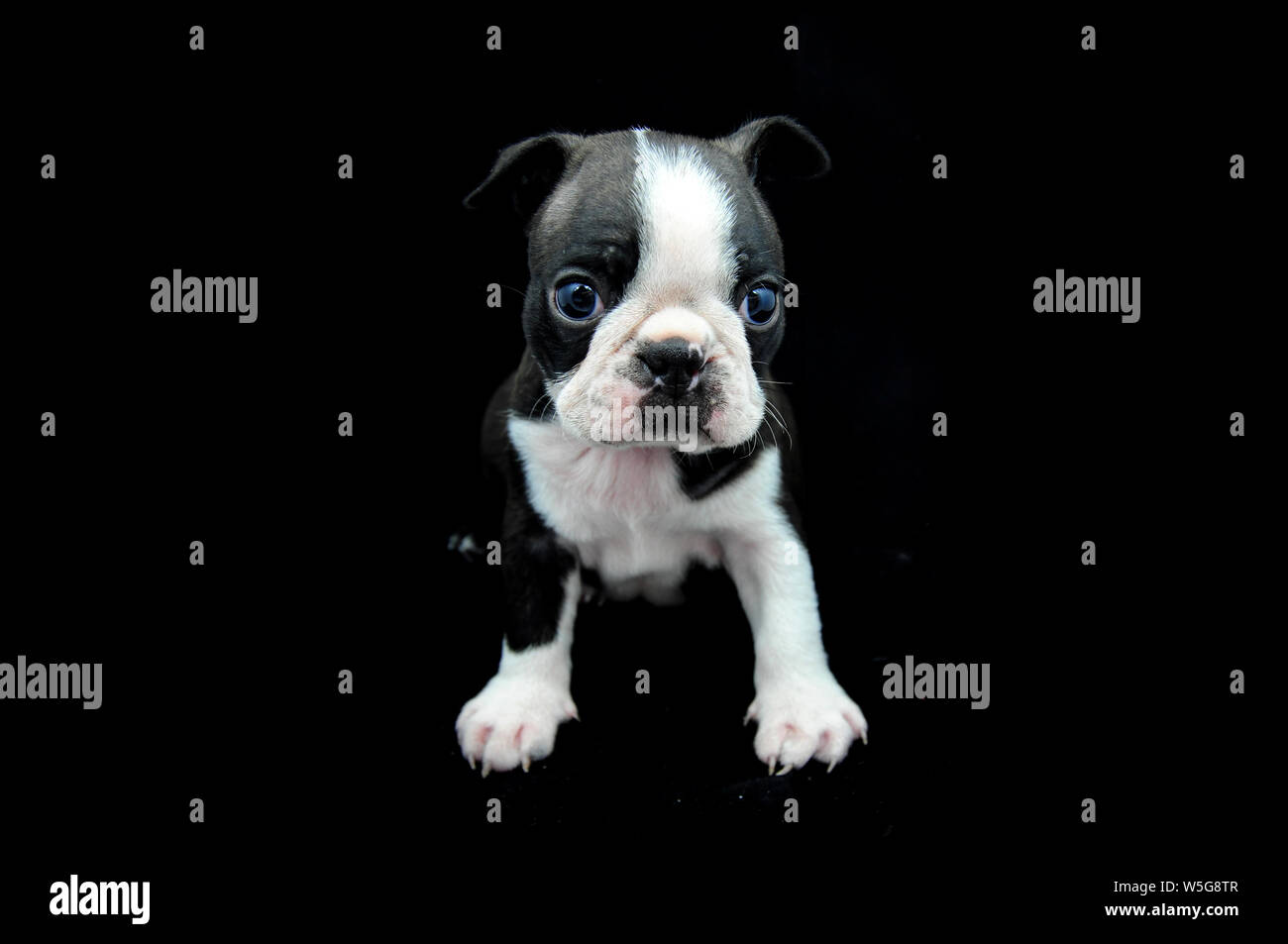 Il più bello Boston Terrier cucciolo di Razza occhiata. Cane neonato close-up su sfondo nero. Bulldog francese simili Foto Stock