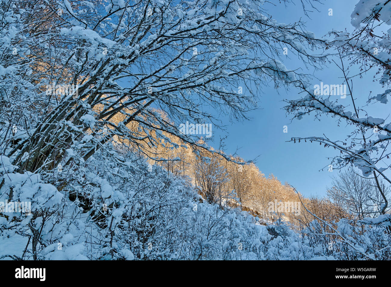 L'Italia, Lombardia, Alpi Retiche, Valle Camonica, foresta ricoperta di neve lungo il sentiero per la antica chiesa Alpina di San Clemente Foto Stock