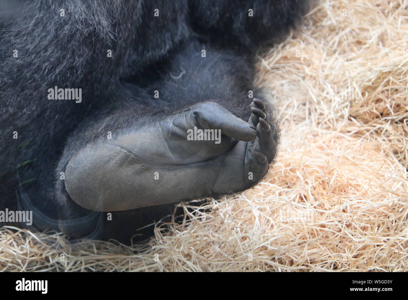 In prossimità dei piedi pianura occidentale gorilla di Rostock Zoo darwenium Germania Foto Stock