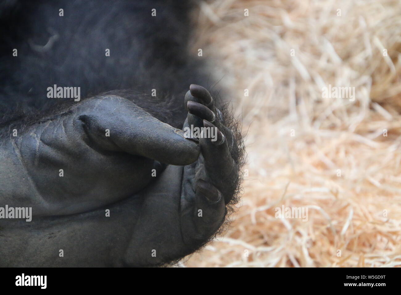 In prossimità dei piedi pianura occidentale gorilla di Rostock Zoo darwenium Germania Foto Stock