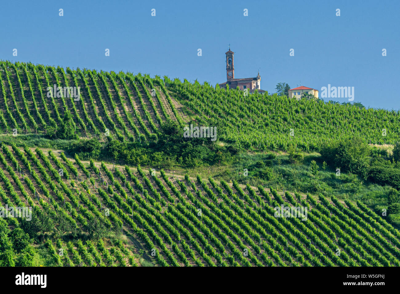 Oltrepo Pavese, Pavia Lombardia, Italia: colline con vigneti a tarda  primavera (giugno Foto stock - Alamy