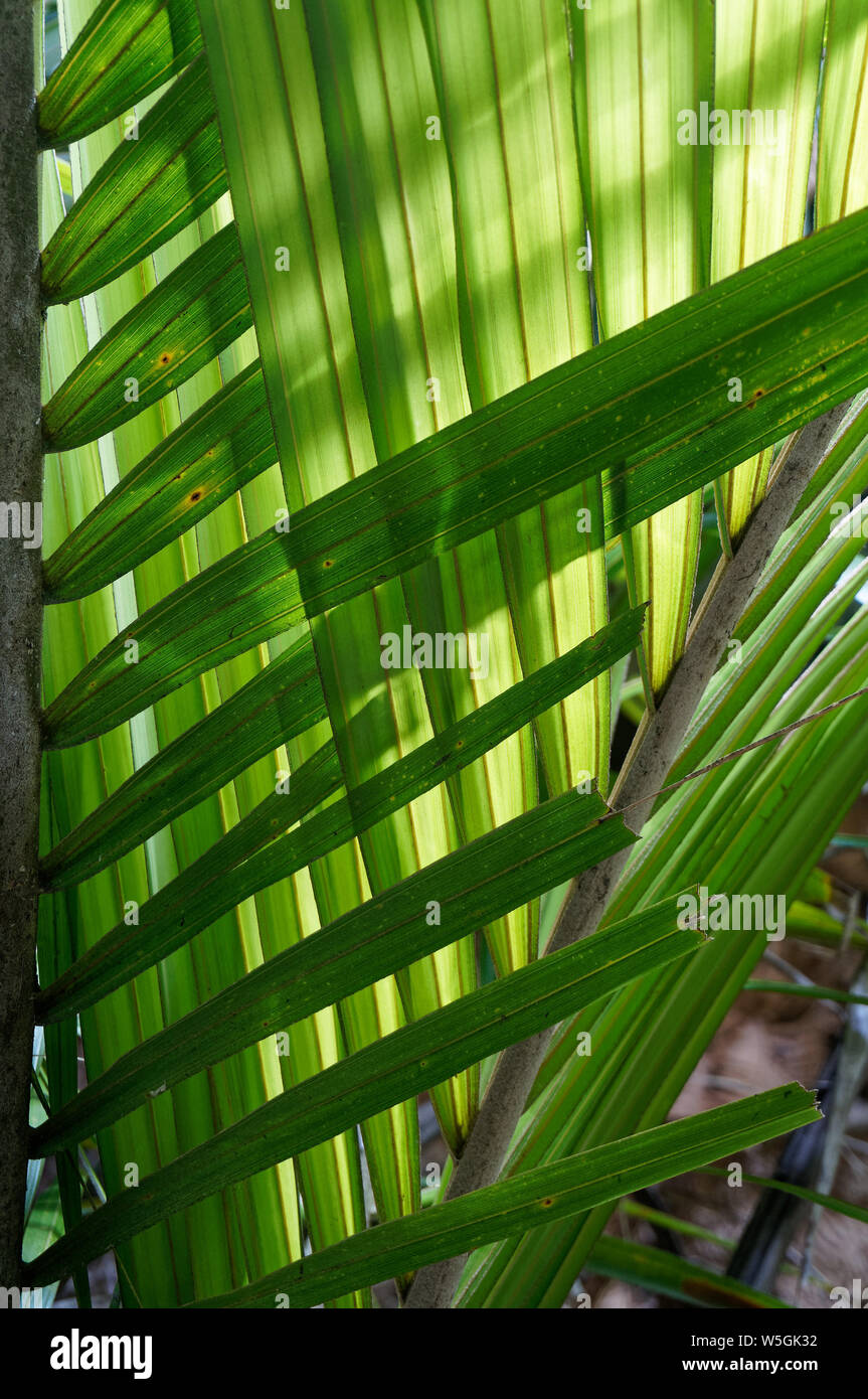Sovrapposizione retroilluminato con foglie di palmo rendendo uno sfondo naturale, Nuova Zelanda. Foto Stock