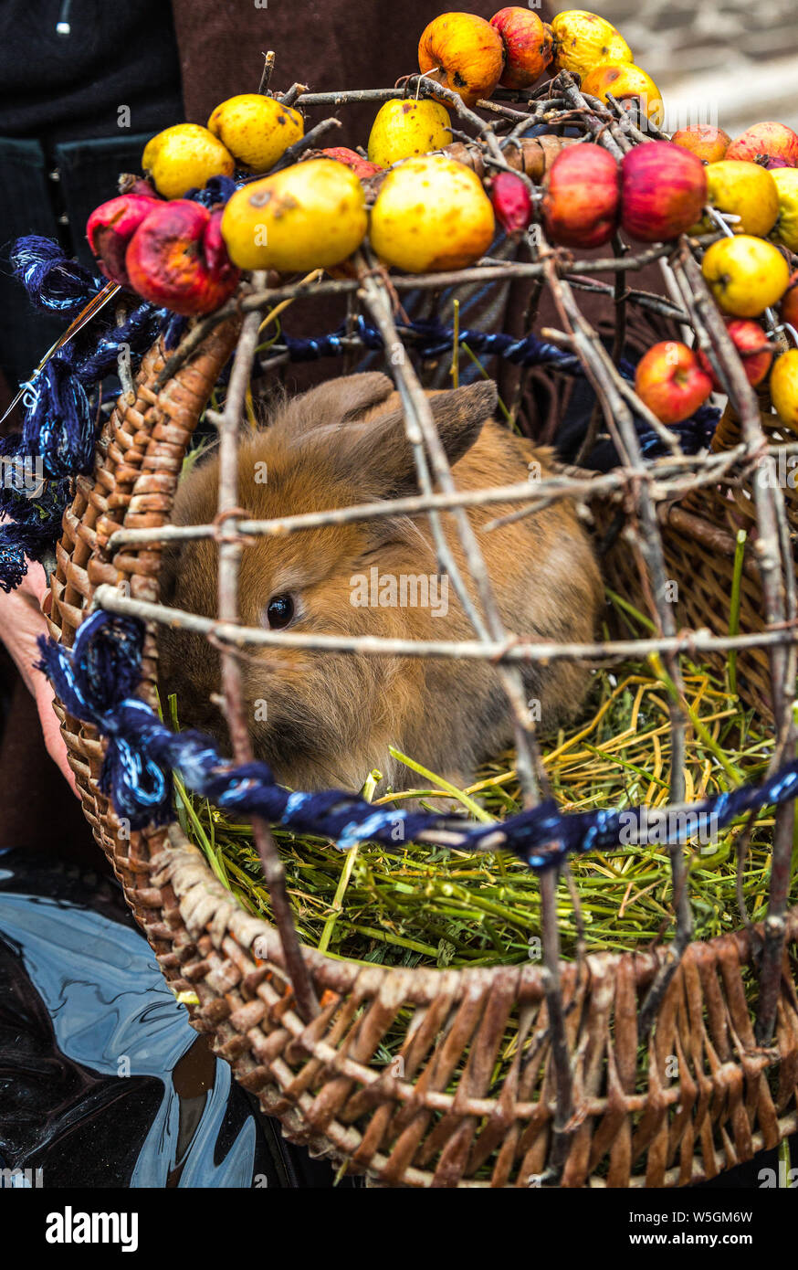 Bunny pronto per la benedizione durante la festa di San Antonio Abate Foto Stock