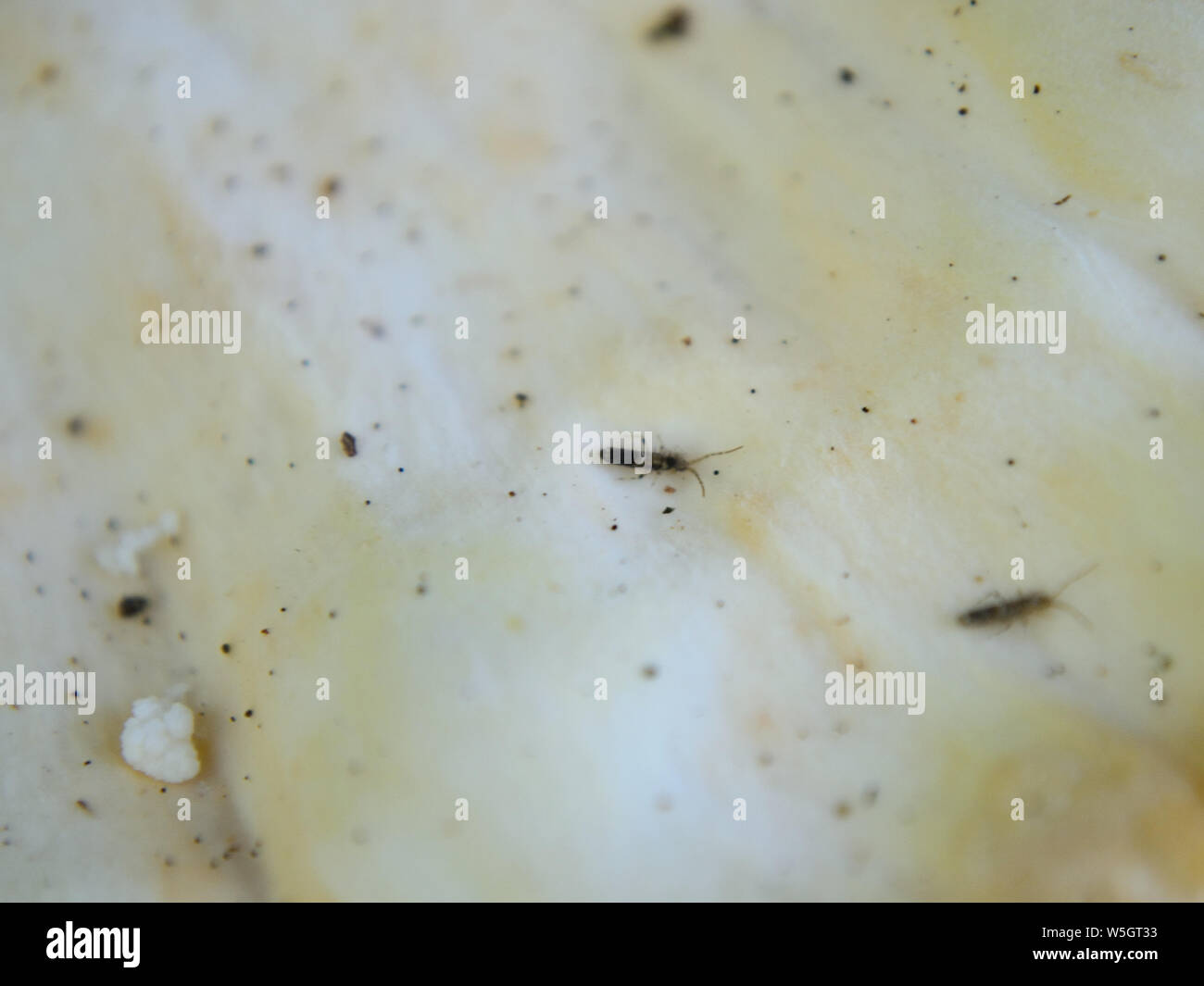 Macro di Laetiporus sulfurei texture a fungo Foto Stock