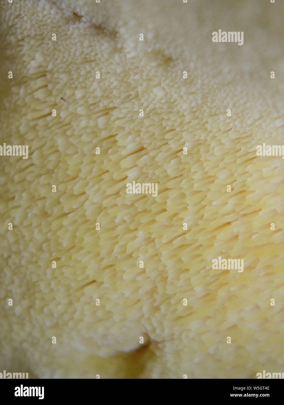 Macro di Laetiporus sulfurei texture a fungo Foto Stock