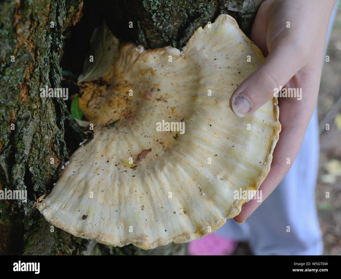 Grosso fungo cresce dal foro albero, vecchio pollo-di-il-woods, Laetiporus sulfurei Foto Stock