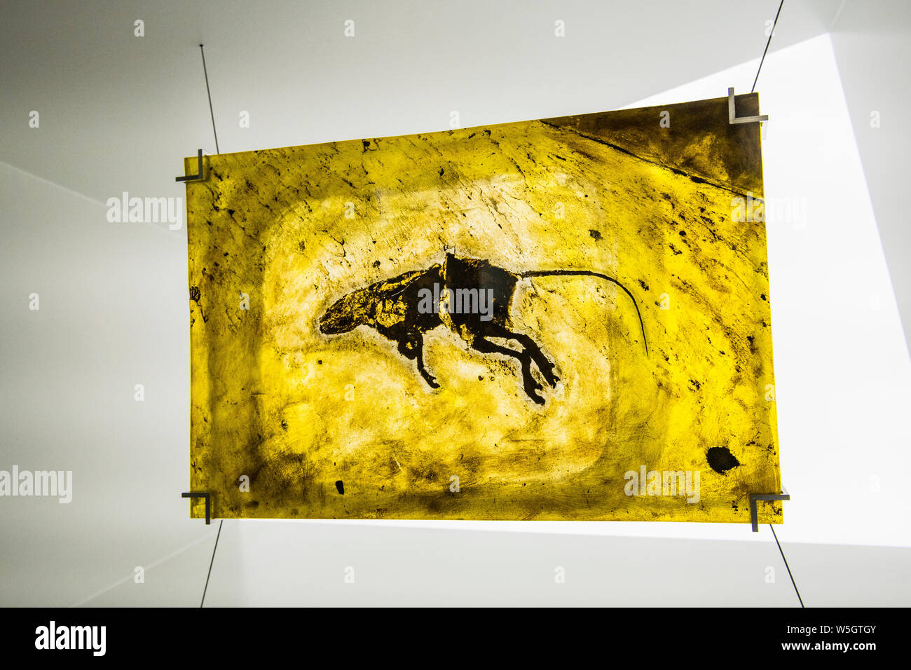 Ben conservati fossili in Messel Pit, Sito Patrimonio Mondiale dell'UNESCO, Hesse, Germania, Europa Foto Stock