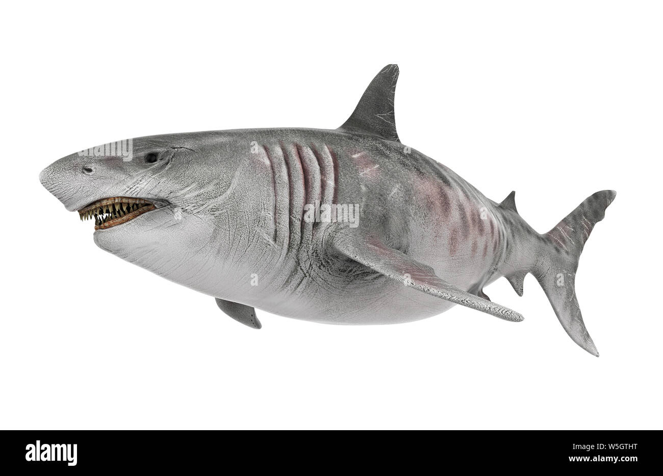 Squalo gigante isolato Foto Stock