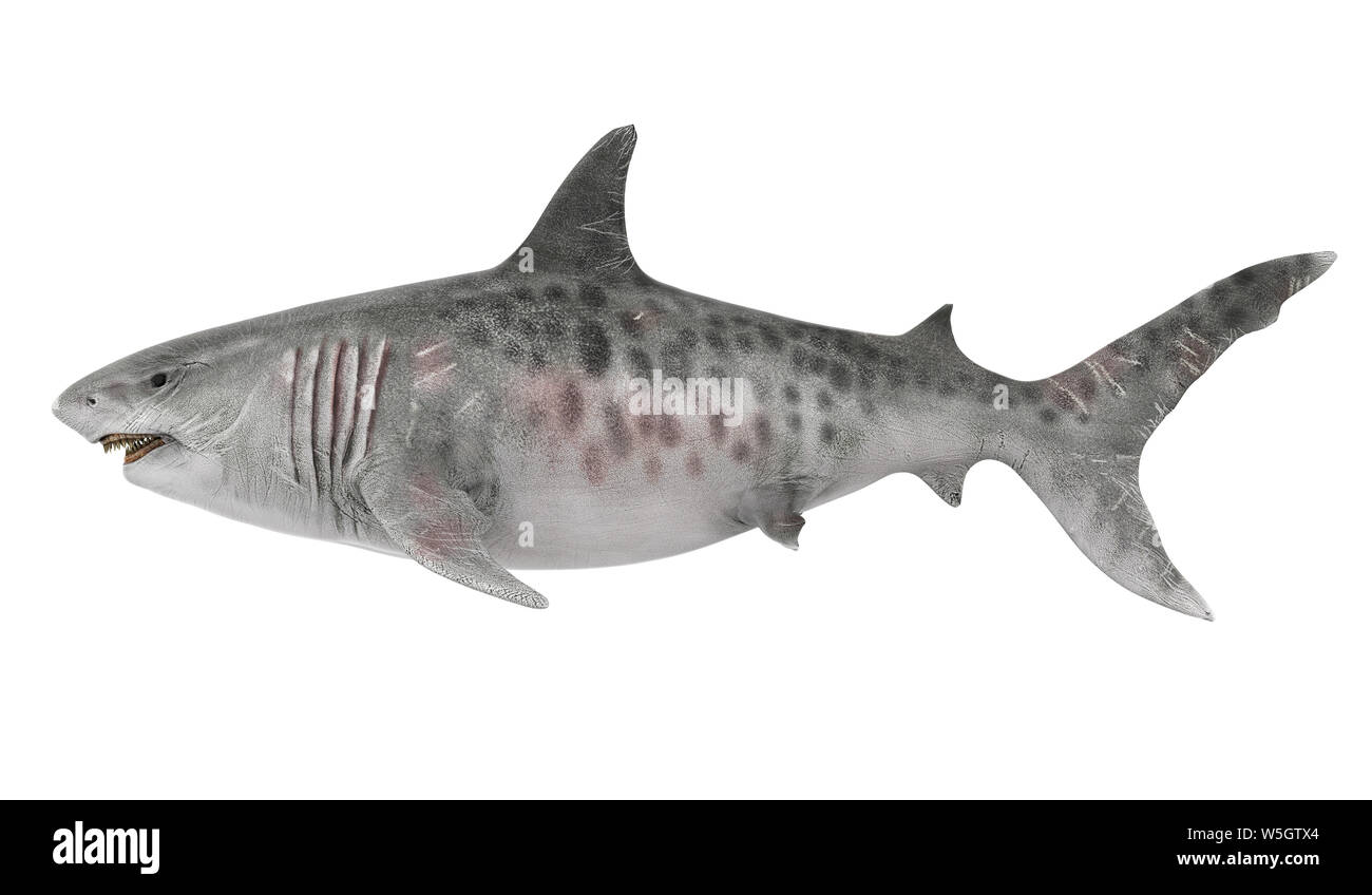 Squalo gigante isolato Foto Stock