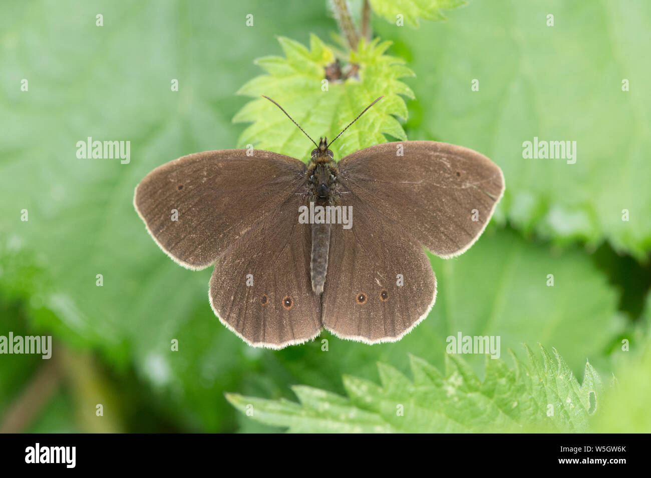 Ringlet, ali stese aperto, vista dall'alto, riposo, Aphantopus hyperantus, butterfly, Sussex, Luglio Foto Stock