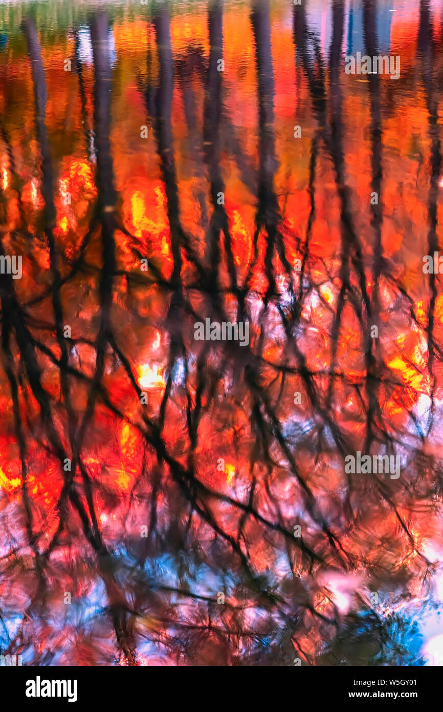 Rosso brillante alberi con le foglie in autunno in acqua, luminosi riflessi in acqua Foto Stock