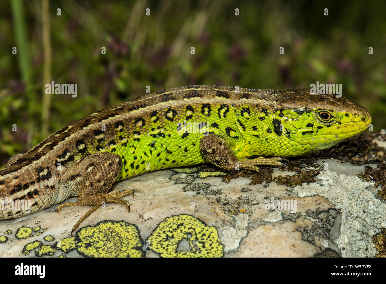 Balcani lucertola verde Foto Stock