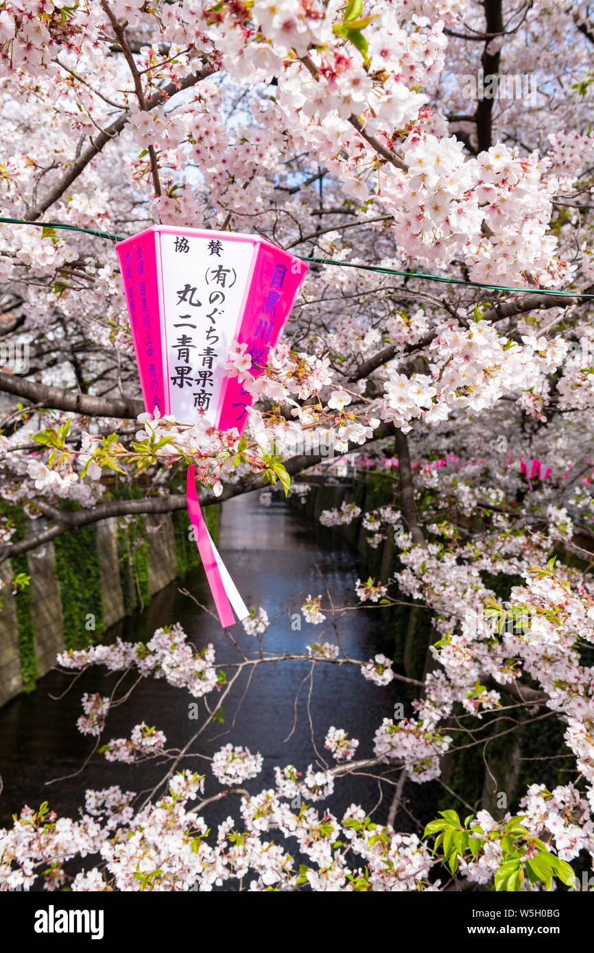 Fiume Meguro durante la fioritura dei ciliegi tempo, Tokyo, Giappone, Asia Foto Stock