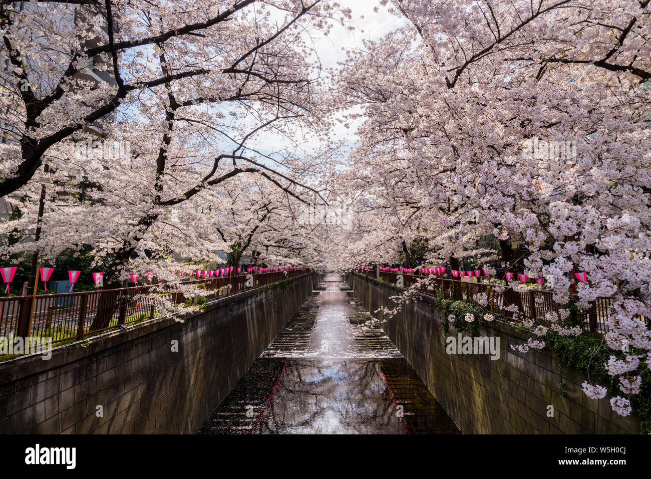 Fiume Meguro durante la fioritura dei ciliegi tempo, Tokyo, Giappone, Asia Foto Stock