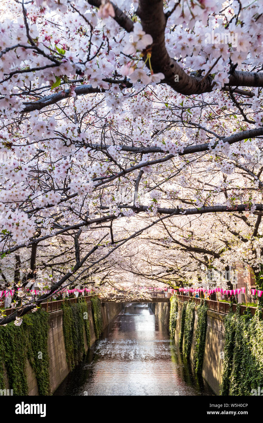 Fiume Meguro durante la fioritura dei ciliegi tempo, Tokyo, Giappone, Asia Foto Stock