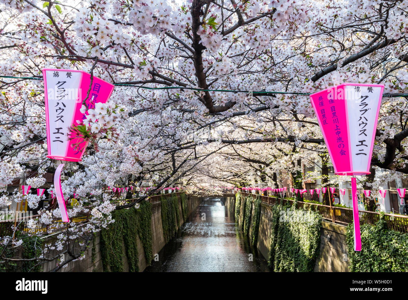Fiume Meguro durante la fioritura dei ciliegi tempo, Tokyo, Giappone, Asia Foto Stock