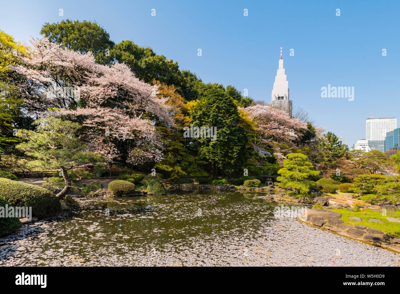 Shinjuku Gyoen e Yoyogi edificio durante la fioritura dei ciliegi tempo, Tokyo, Giappone, Asia Foto Stock