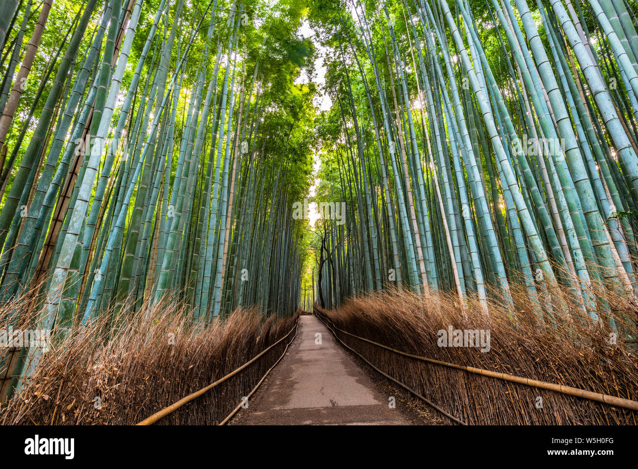 Arashiyama Boschetto di bambù, Kyoto, Giappone, Asia Foto Stock