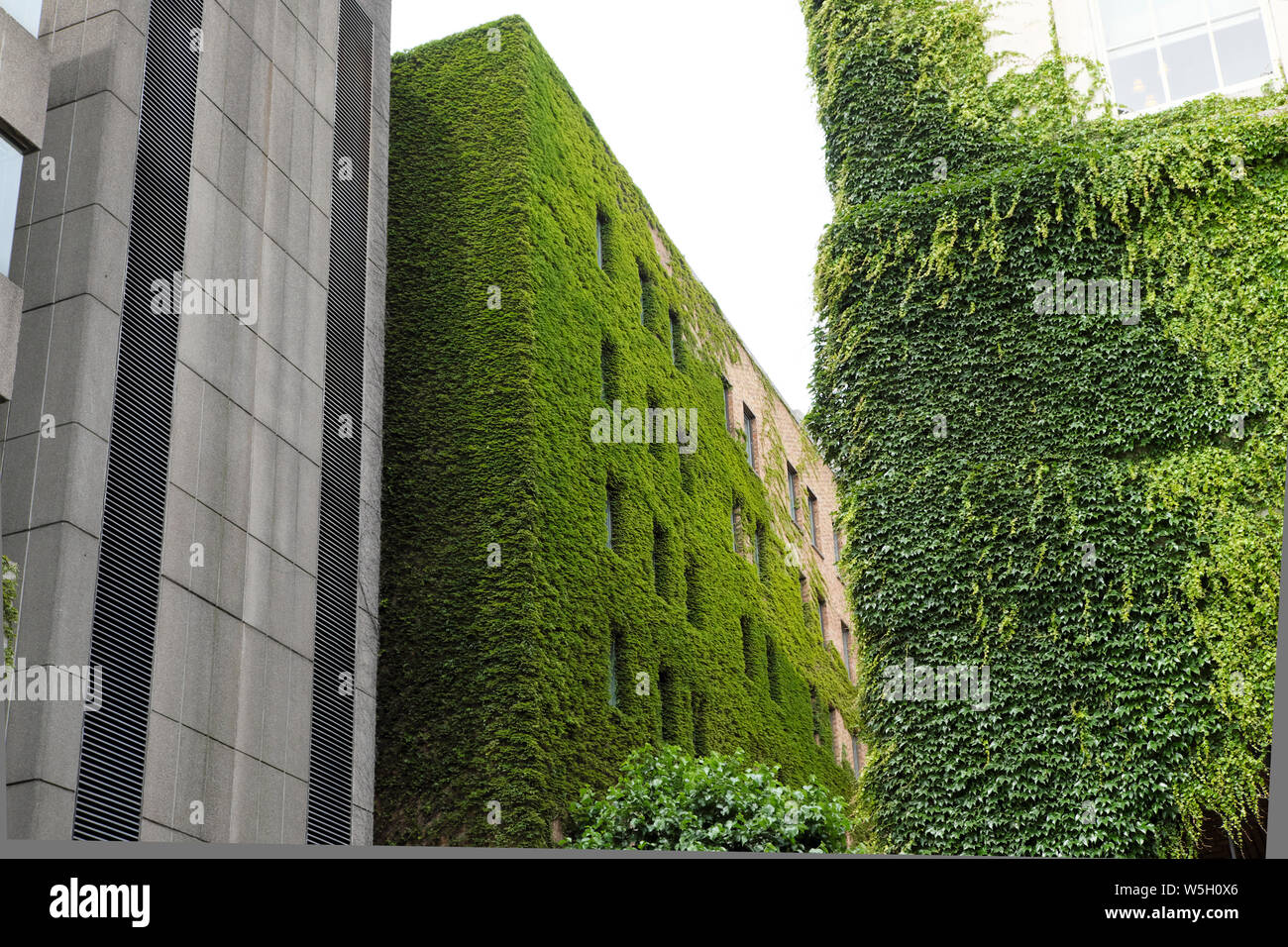 Vecchio edificio per uffici con pareti verticali coperte di verde vivo ivy Plants Città di Londra Inghilterra Gran Bretagna KATHY DEWITT Foto Stock Vecchio edificio per uffici con pareti verticali coperte di verde vivo ivy Plants Città di Londra Inghilterra Gran Bretagna KATHY DEWITT Foto Stock