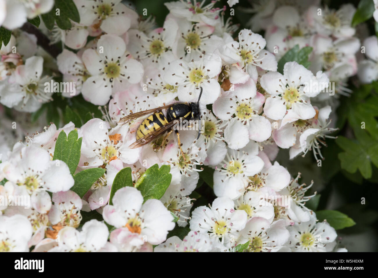 Regina Red wasp Vespula rufa raccogliendo il polline su Biancospino Crataegus monogyna fiori Foto Stock