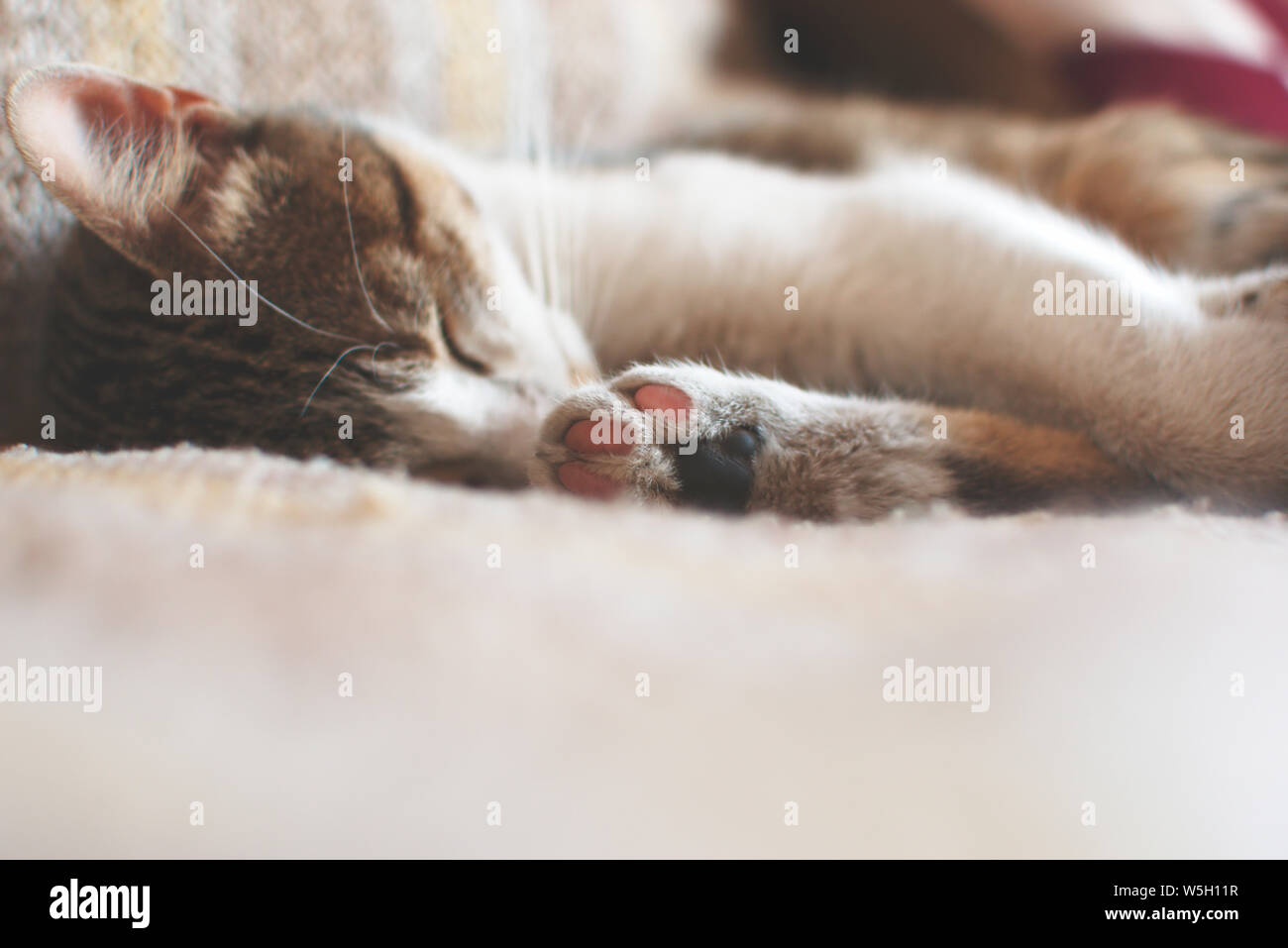 Tabby cat dormire profondamente su un letto Foto Stock