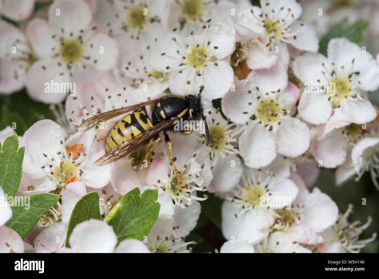 Regina Red wasp Vespula rufa raccogliendo il polline su Biancospino Crataegus monoyna fiori Foto Stock