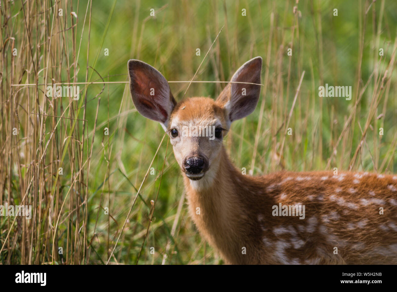 Giovane cervo, Cervidae, stando in piedi in erba in un assolato pomeriggio di estate Foto Stock