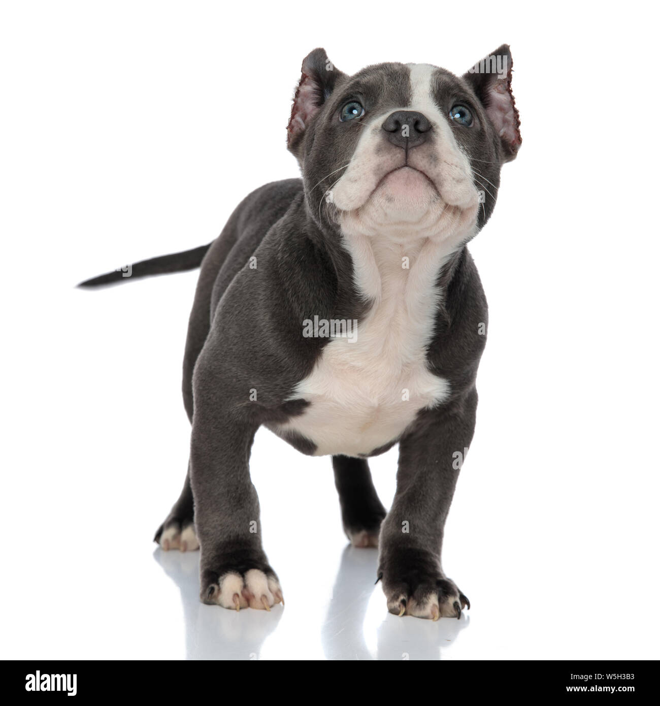 Adorabili American Bully cucciolo guardando verso l'alto e spostando la sua coda mentre si sta in piedi sul bianco di sfondo per studio Foto Stock