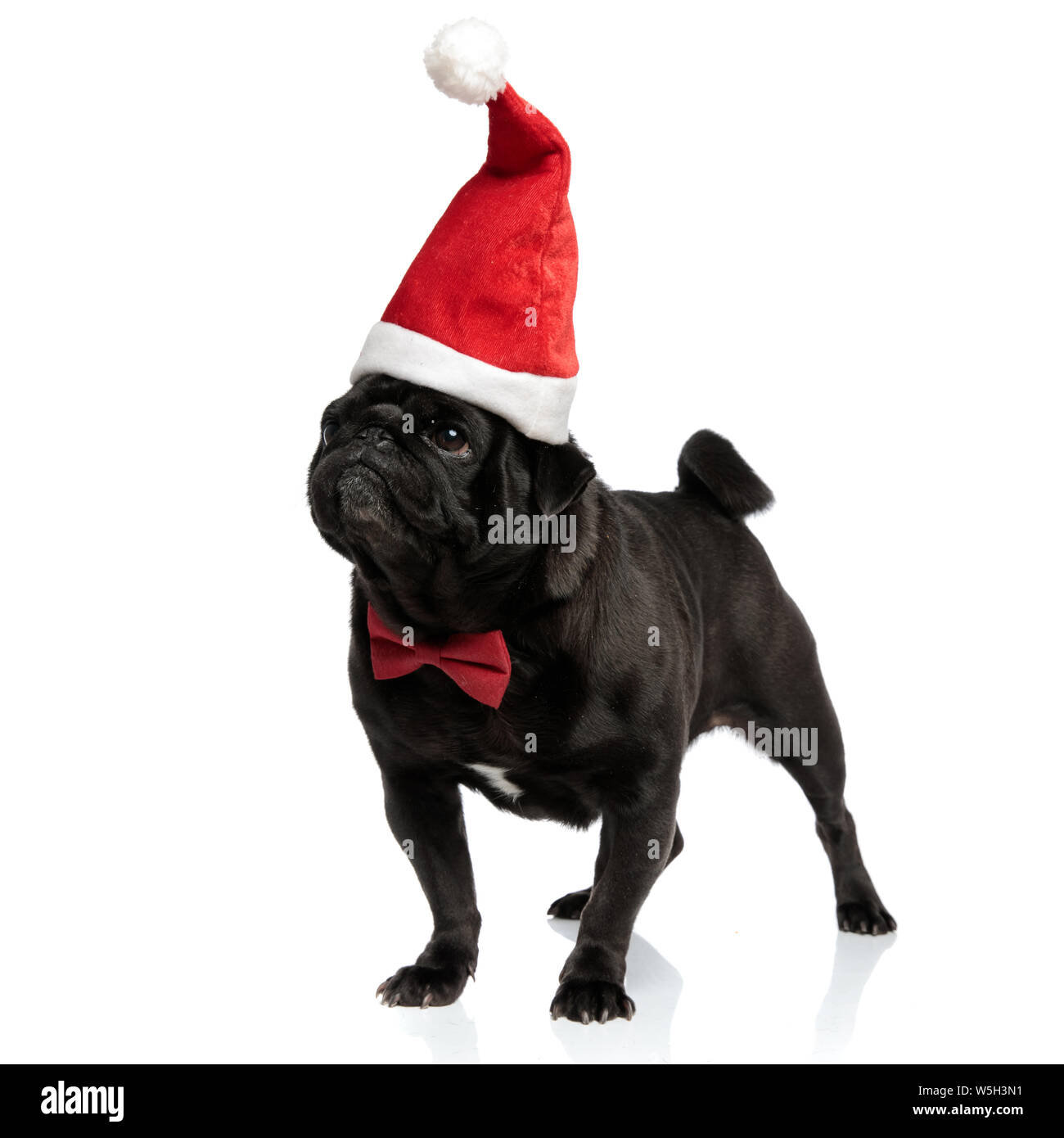 In questione black pug cercando con la bocca chiusa mentre si indossa una cravatta a farfalla rosso e un cappello di Natale, in piedi su bianco di sfondo per studio Foto Stock