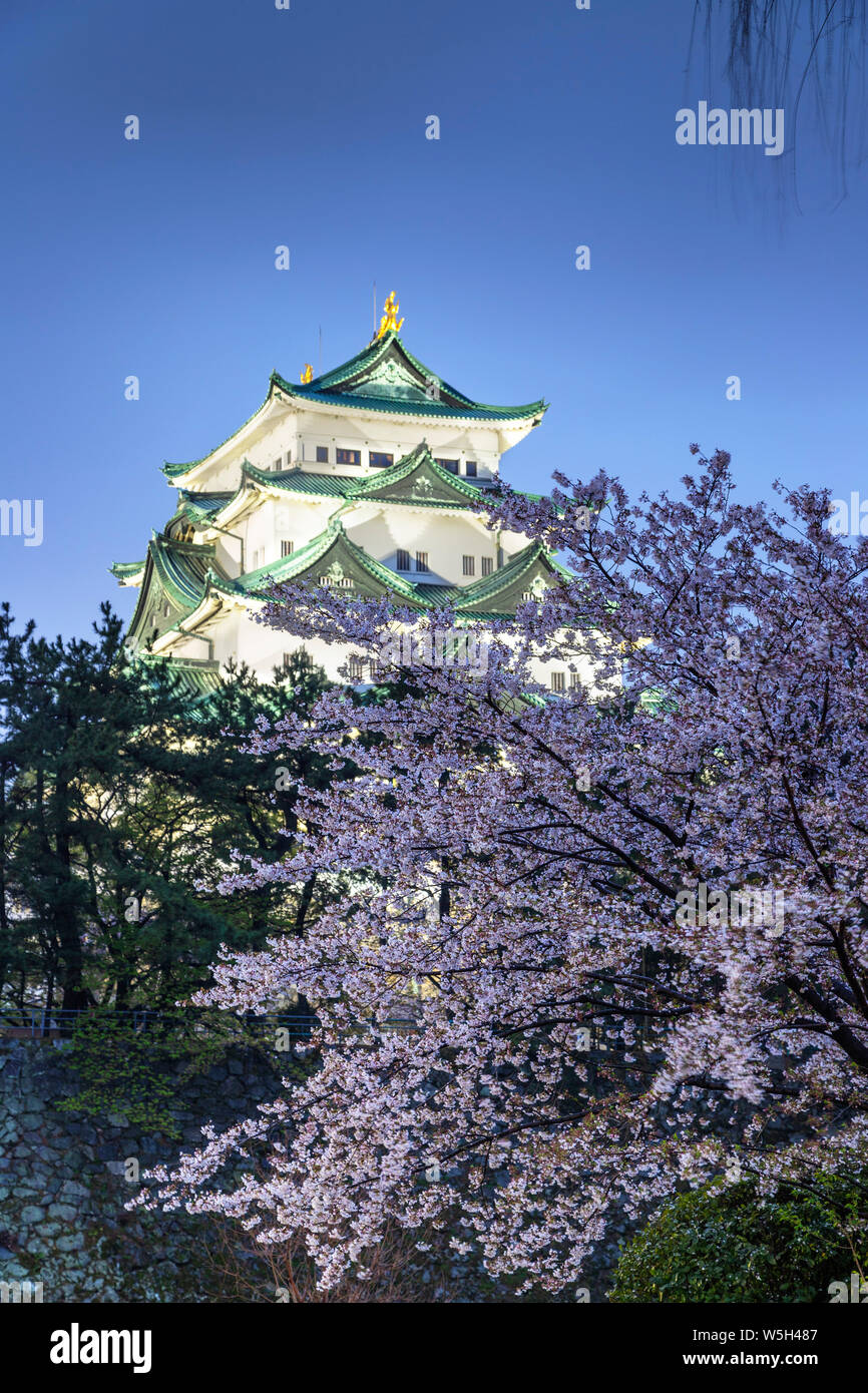 Fiore di Ciliegio presso il Castello Nagoya, Nagoya, nella prefettura di Aichi, Honshu, Giappone, Asia Foto Stock