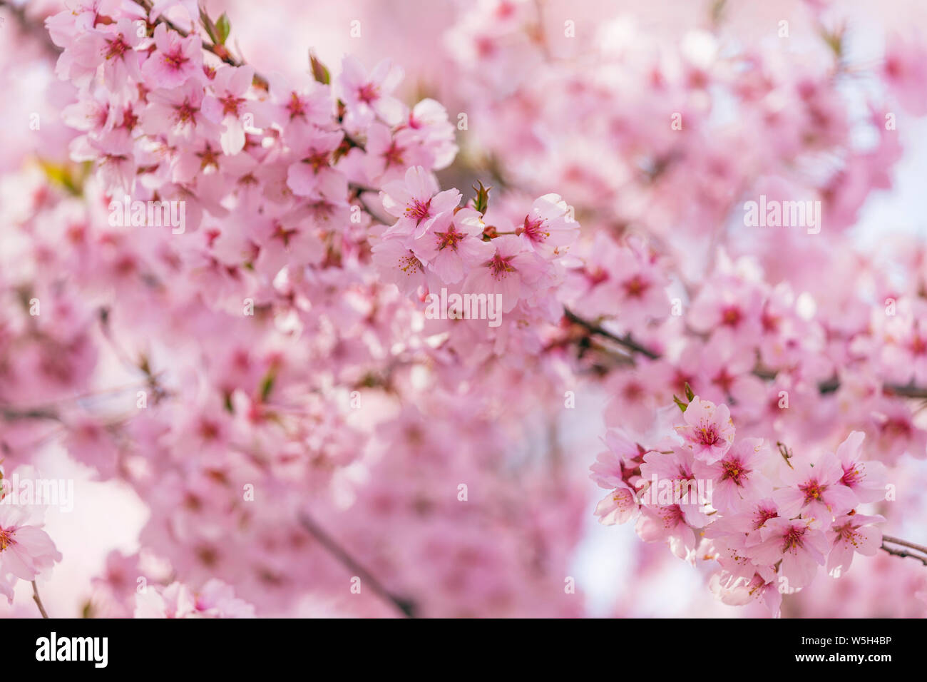 Fiore di Ciliegio, Takato, Prefettura di Nagano, Honshu, Giappone, Asia Foto Stock