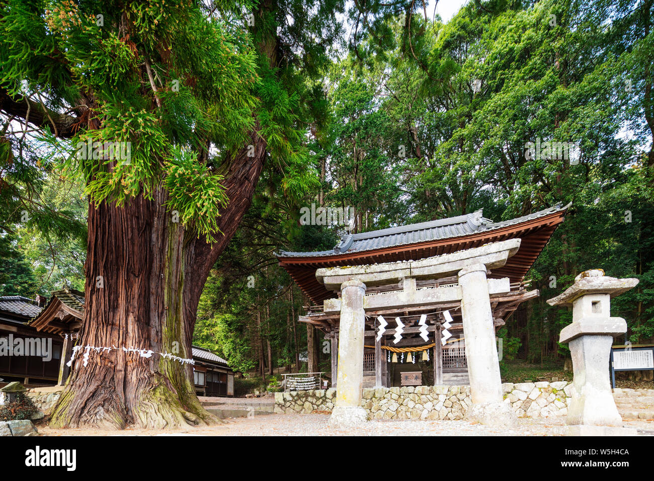 Santuario Hachimangu, Prefettura di Nagano, Honshu, Giappone, Asia Foto Stock