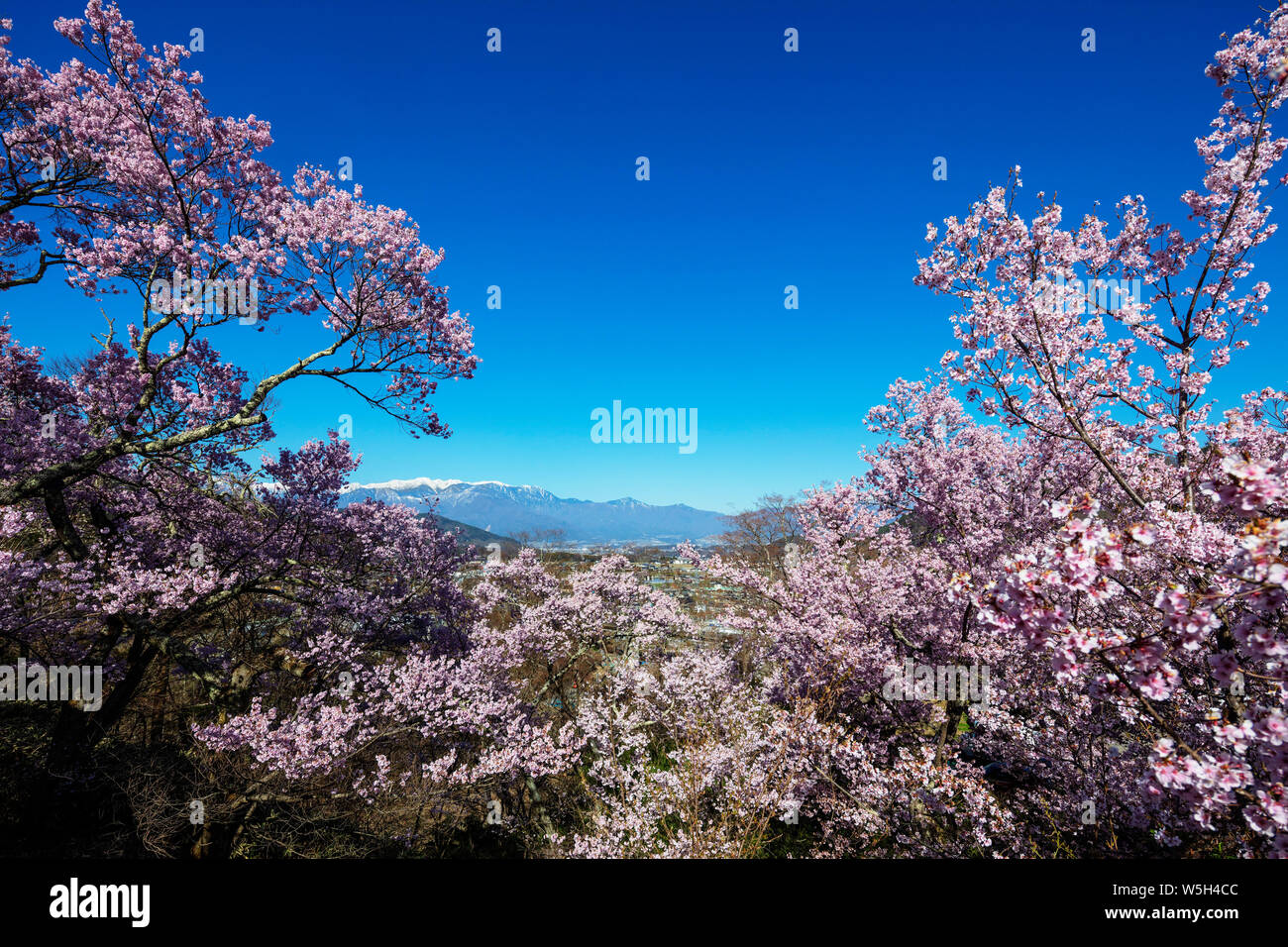 Fiore di Ciliegio, Takato, Prefettura di Nagano, Honshu, Giappone, Asia Foto Stock
