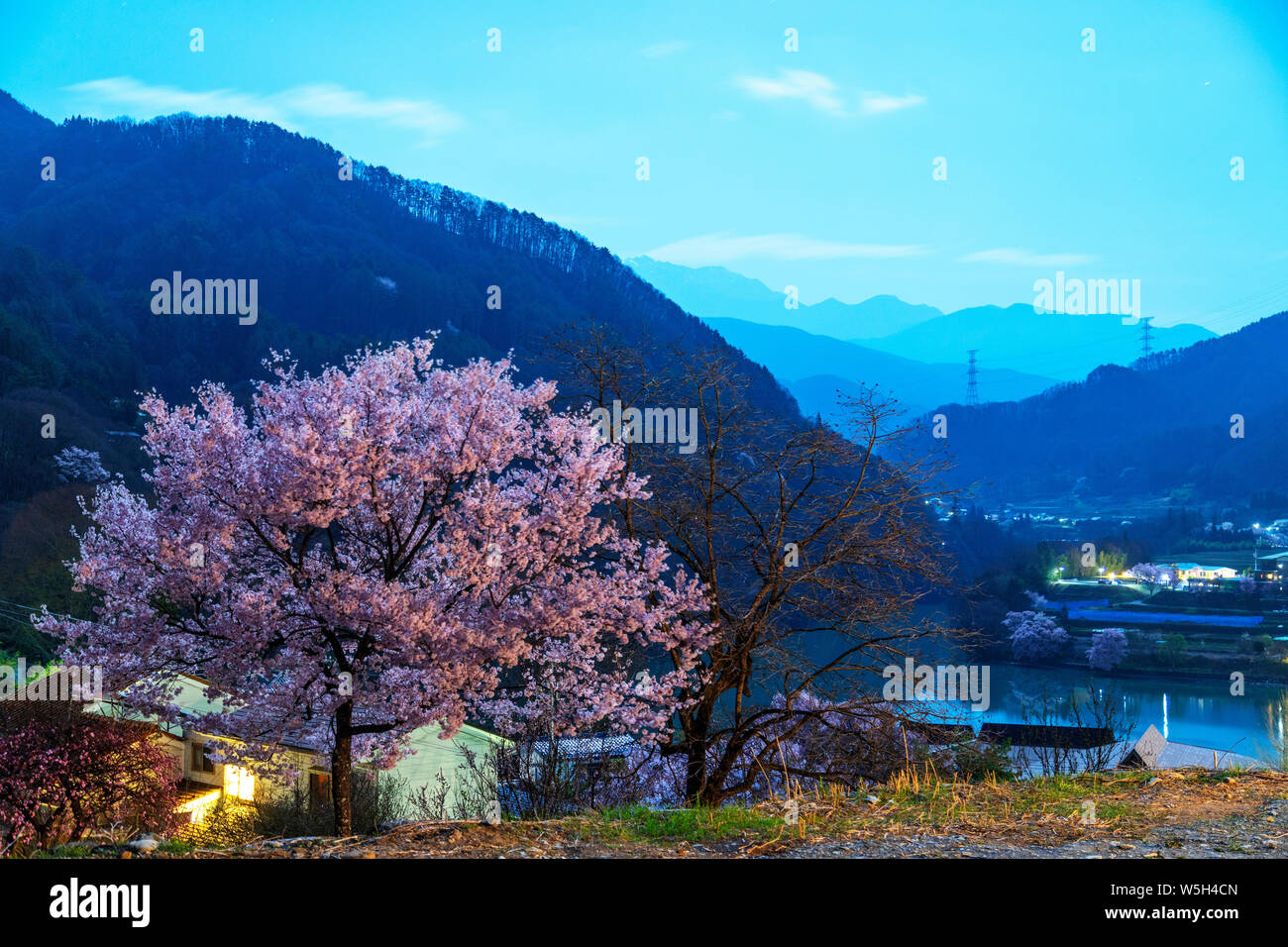 Fiore di Ciliegio, Takato, Prefettura di Nagano, Honshu, Giappone, Asia Foto Stock