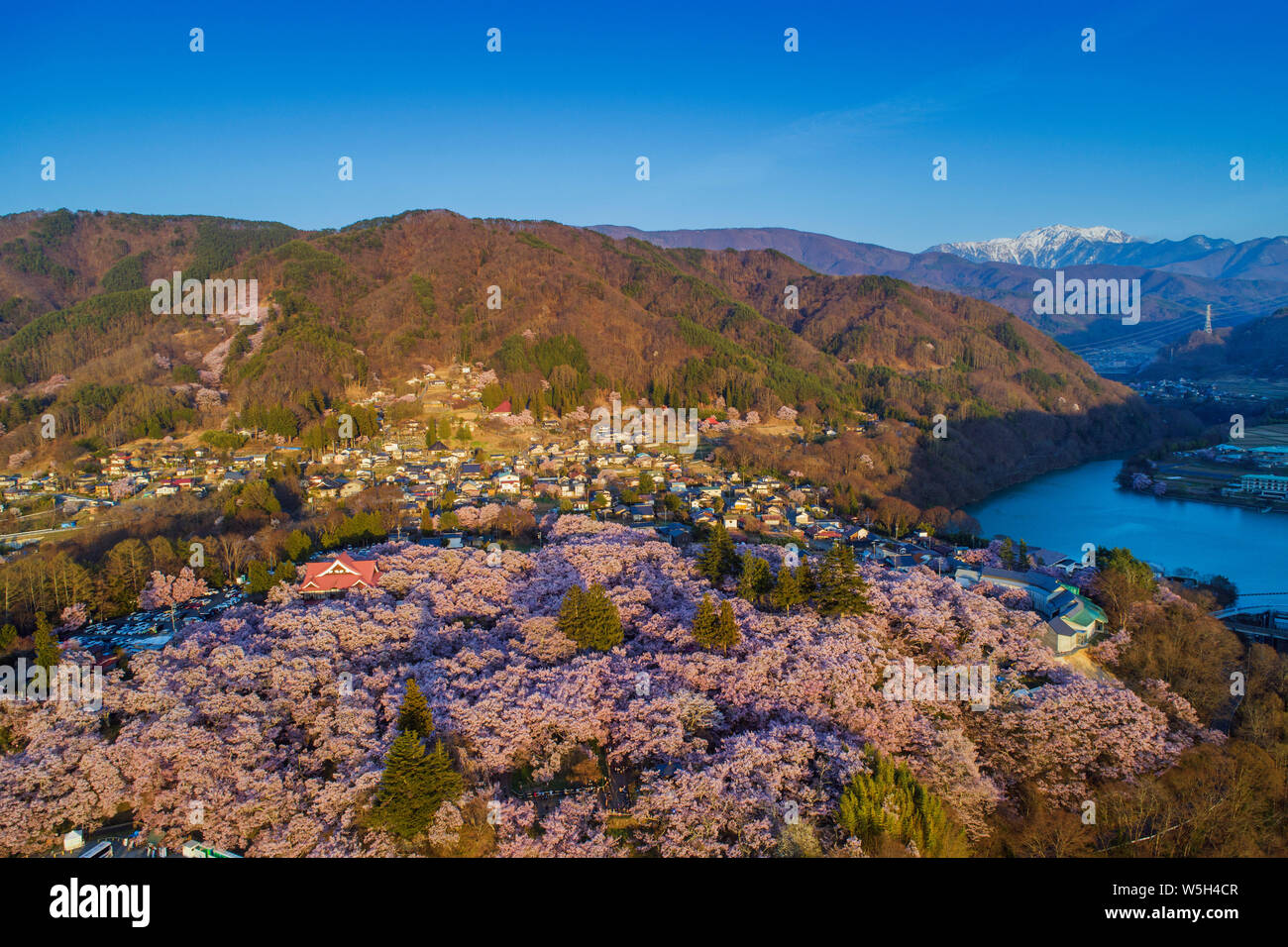 Fiore di Ciliegio a Takato castello, Takato, Prefettura di Nagano, Honshu, Giappone, Asia Foto Stock