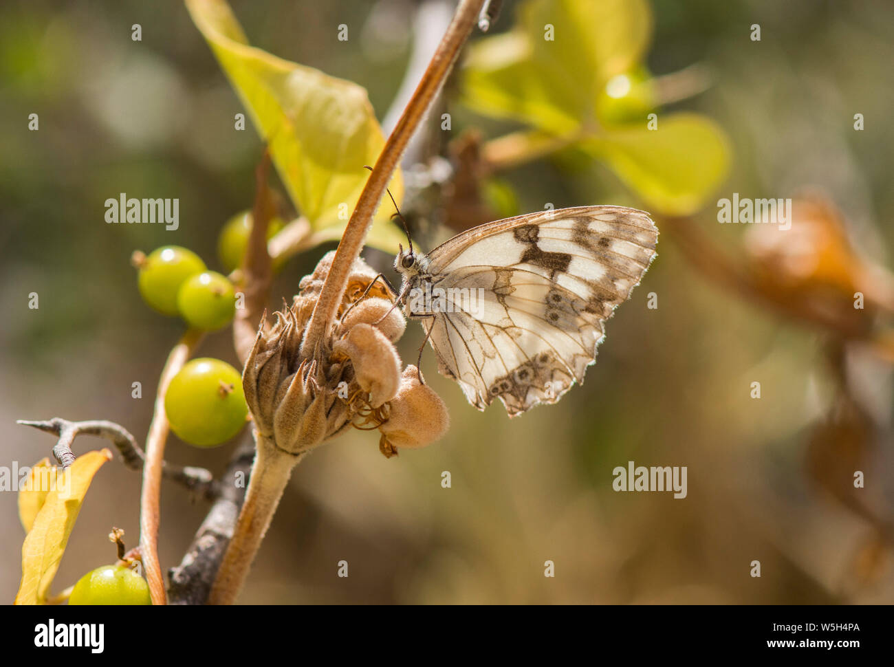 Iberian in marmo bianco, butterfly, (Melanargia lachesis ) appoggiata sul fiore. Andalusia, Spagna. Foto Stock