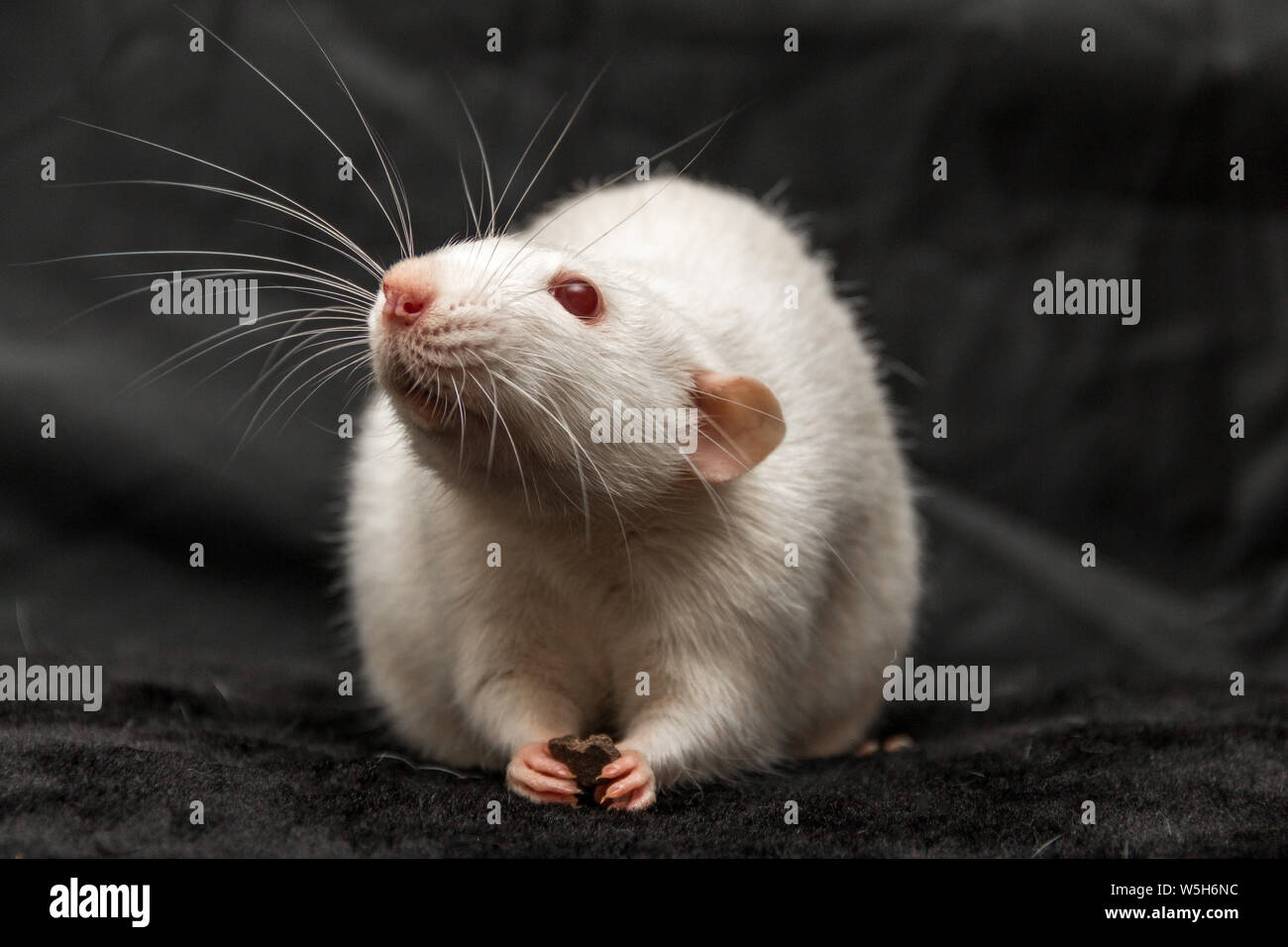 Domestico ratto bianco con occhi rossi il contenimento di cibo nelle sue zampe contro uno sfondo nero. Foto Stock