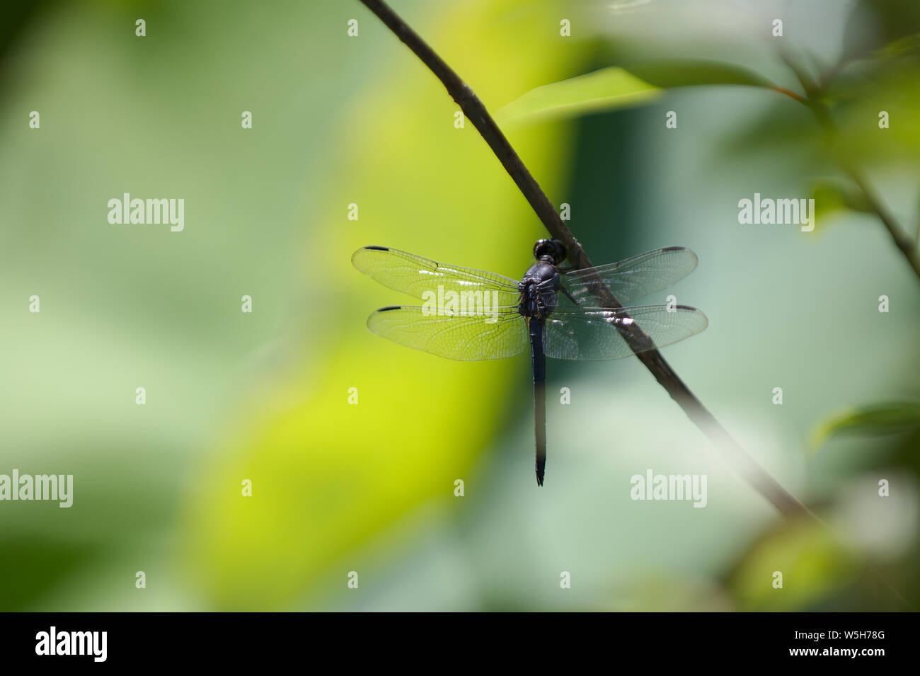 Primo piano della libellula grigiastro sul ramoscello morto Foto Stock