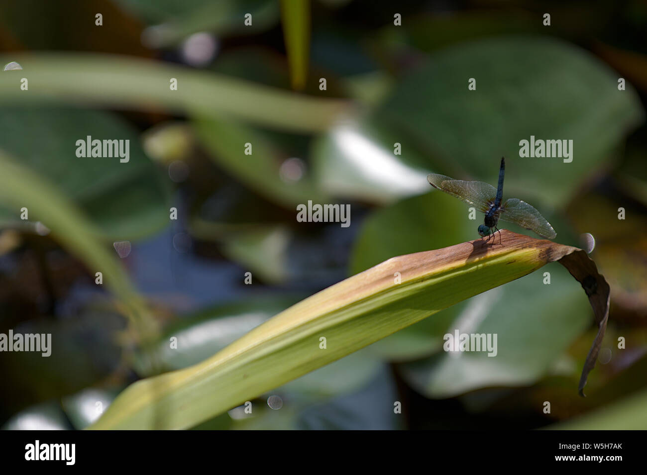 Libellula su foglie di piante con addome rivolto verso l'alto Foto Stock