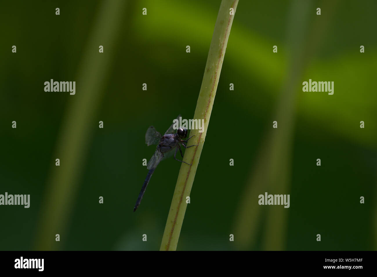 Primo piano della libellula grigiastro sul ramoscello verde Foto Stock