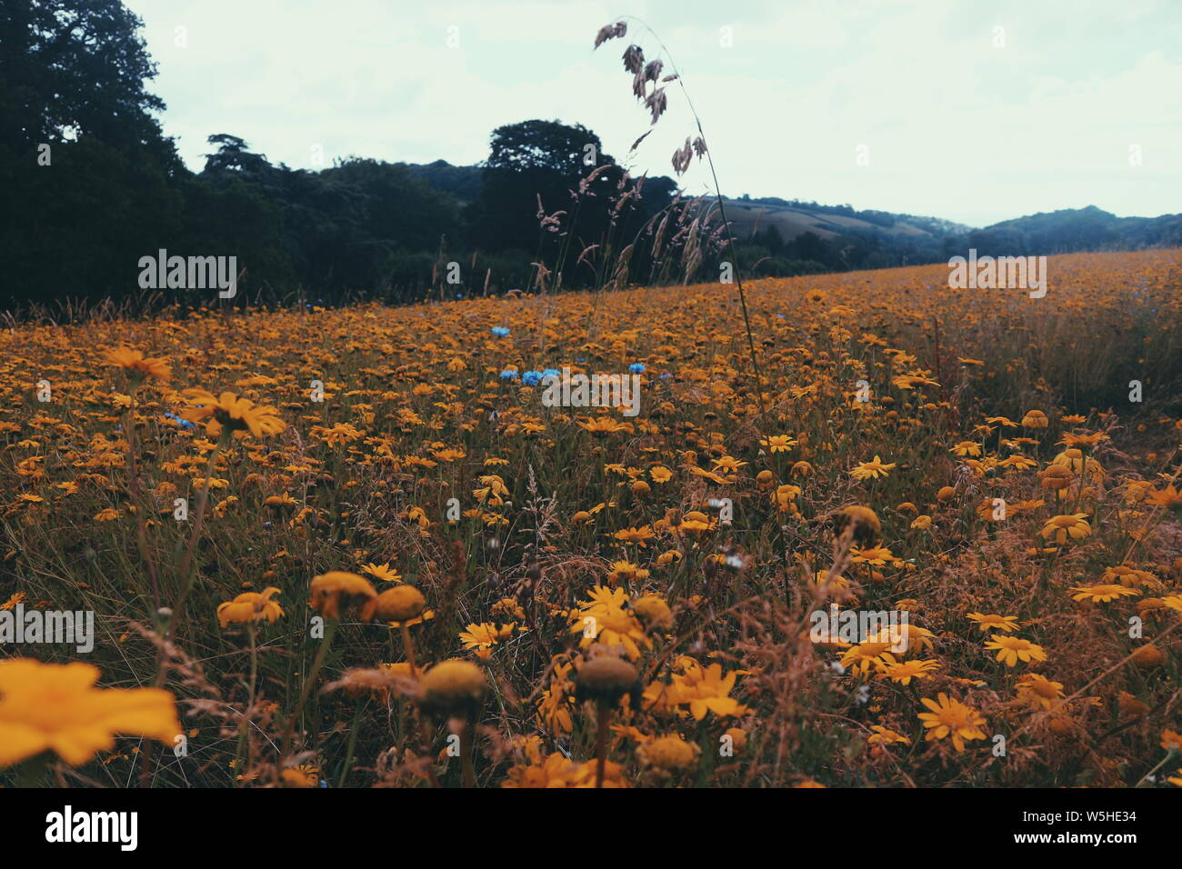 Un giallo prato fiorito in Lost Gardens of Heligan in Cornovaglia. Foto Stock