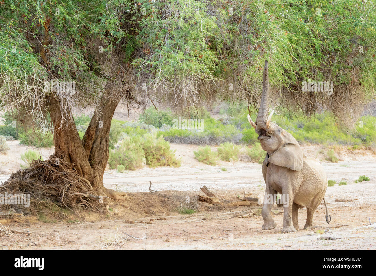 Elefante africano, deserto-atto Elefante africano (Loxodonta africana) mangiando foglie e rametti di acacia, Hoanib deserto, Kaokoland, Namibia Foto Stock
