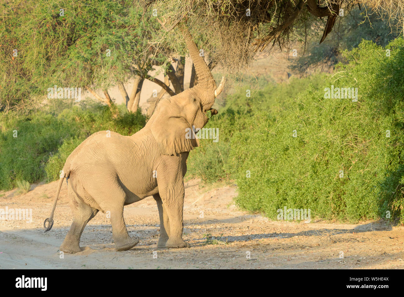 Elefante africano, deserto-atto Elefante africano (Loxodonta africana) mangiando foglie e rametti di acacia, Kaokoland, Hoanib deserto, Namibia Foto Stock