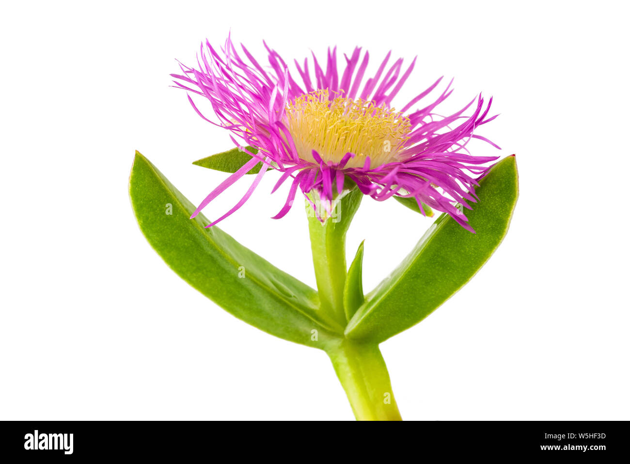 Carpobrotus edulis isolati su sfondo bianco Foto Stock