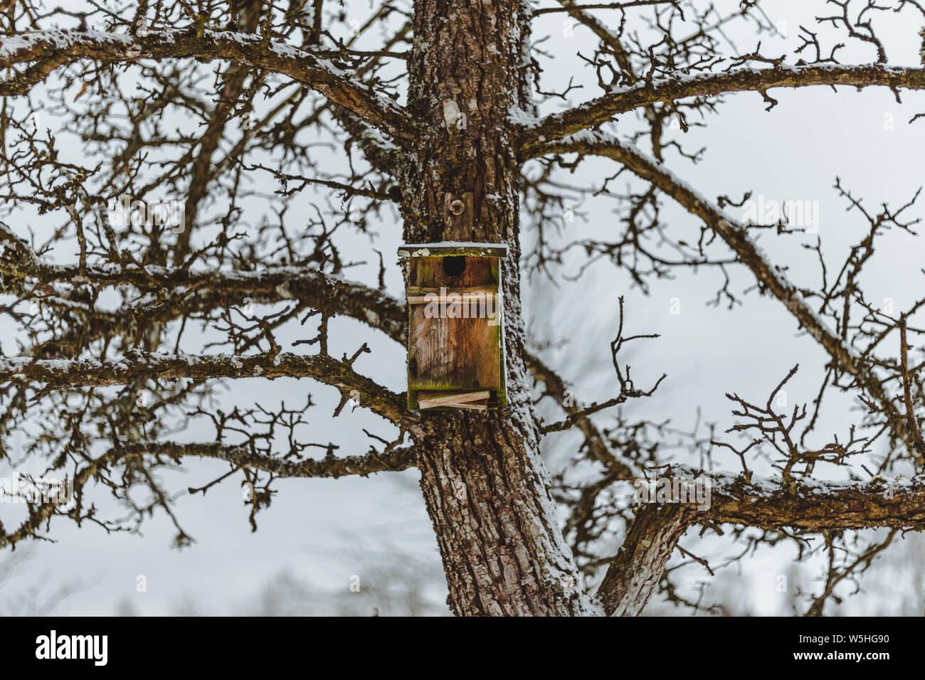 Scena invernale di un vecchio legno bird casa su un vecchio pear tree. Foto Stock