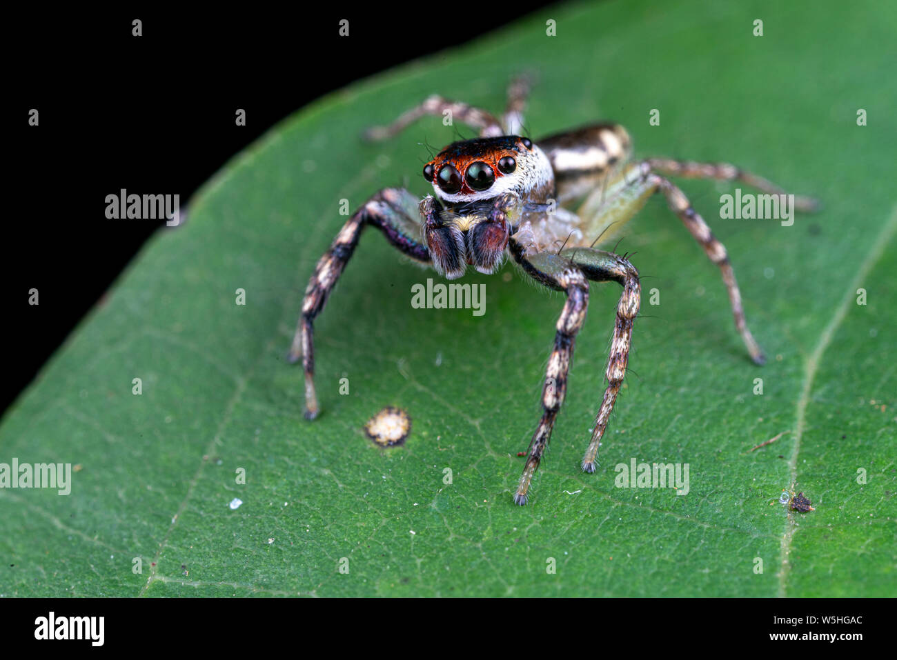 Cytaea sp., la pallina jumping spider, a caccia di prede su una foglia tropicale nella foresta pluviale del Queensland Foto Stock