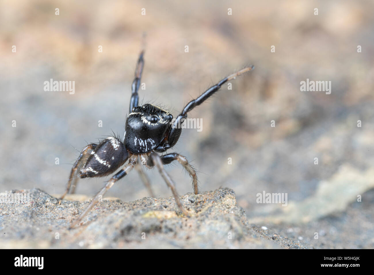 Omodeus sp. Un piccolo bianco e nero a strisce ant-eating jumping spider Foto Stock