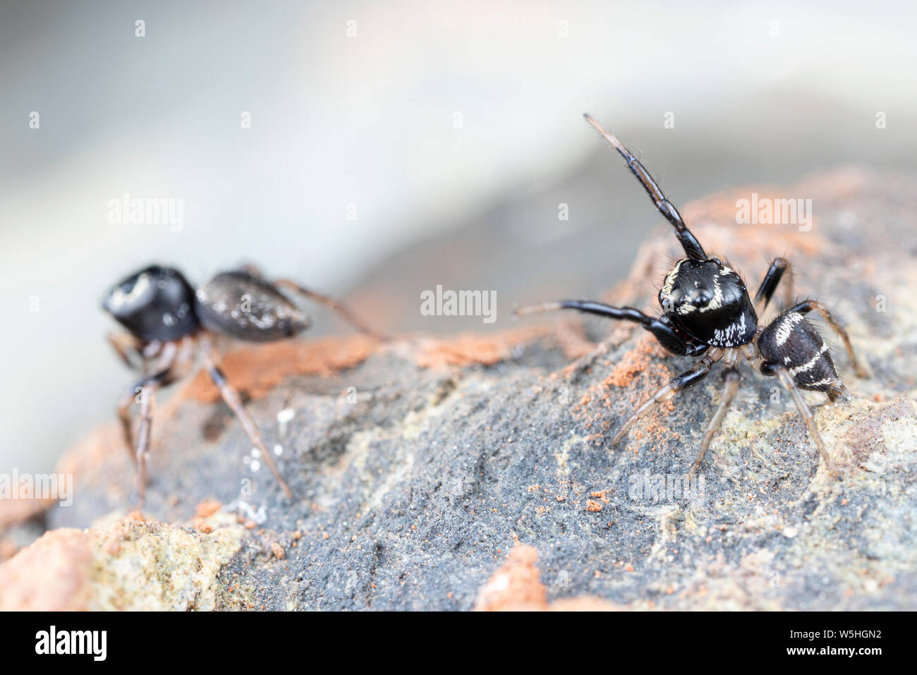 Coppia di coniugati Omodeus sp., ballare. Un minuscolo a strisce bianche e nere ant-eating jumping spider. Foto Stock