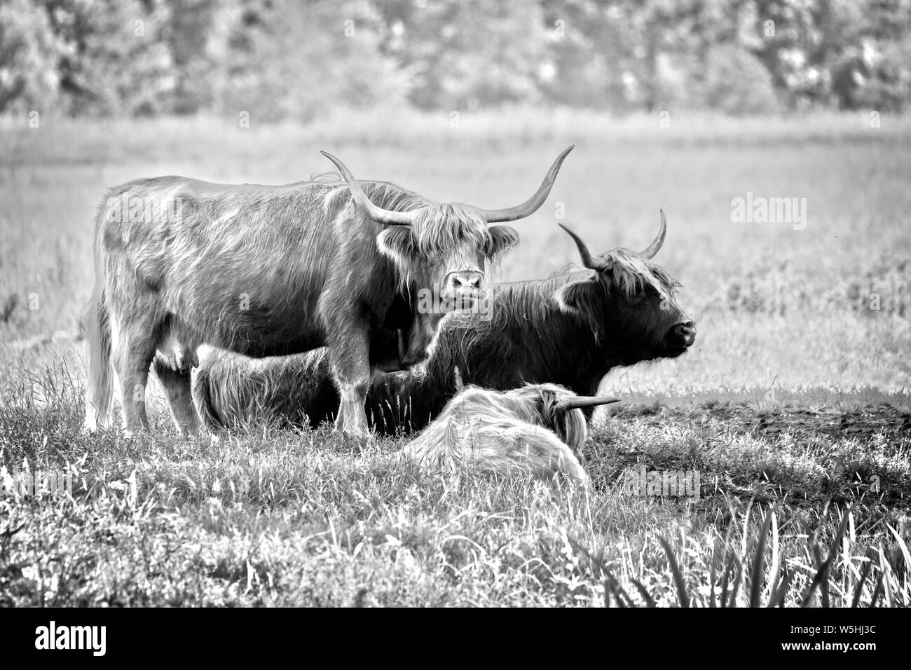 Highland bovini famiglia mucche al pascolo, immagine in bianco e nero. Highland vacche bovini hanno lunghe corna e Lunghi cappotti ondulate. Loro originati in highla Foto Stock